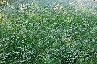 商店版星露谷？像素风新作《Discounty》公布